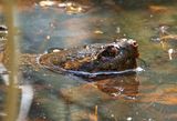 Snapping Turtle - Rondeau Provincial Park May 2024
