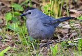 Gray Catbird - Rondeau Provincial Park May 2024