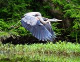 Great Blue Heron taking off on Hoc Roc River, Muskoka, July 23, 2024 2