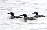 Loons Sylvan Lake Alberta - Aug. 27, 2024 4