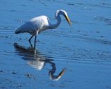Egret Collingwood Harbour Sept 2024 2