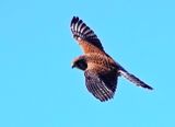 Common Kestral - Calheta, Madeira 2 (March 23, 2025)