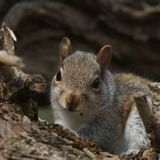 108: Young Squirrel