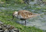 115: Dunlin