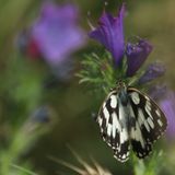 181: Marbled White