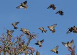 1: Waxwings descending