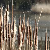 14: Bulrushes