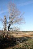 16: Our local heathland