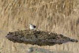 59: Green Sandpiper