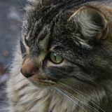 105: Local Kitty