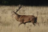 277: Stag on the Run