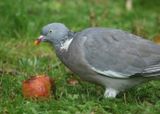 293: Woodpigeon and apple