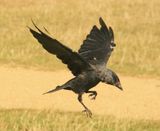 Jackdaw