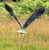 Rarely see one taking off from grass