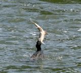 Eating a very big fish
