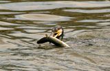 The Eels dont seem to fight much