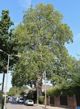 I wish i knew the height and weight of this tree
