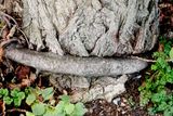 Tree wars
