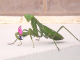 Praying Mantis about to leave this world