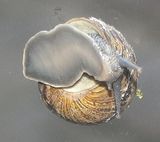 Climbing up my window