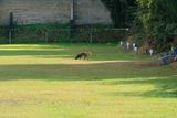 Foxs have always lived on the club 