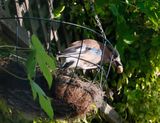 Jay feeding, very few birds can eat monkey nuts, all the crow family can
