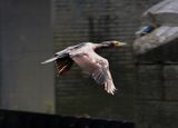 They fly very fast, like a little Spitfire