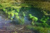 Weeds in the pool