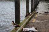 Egyptian geese