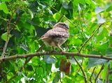 It is little, but I dont know if it is a Little Owl.