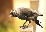 Possibly a young Jackdaw.