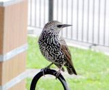 Starling