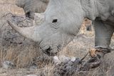 Female rhinoceros 