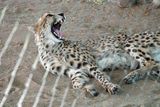 Cheetah