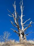 Dead whitebark pine