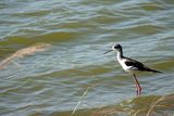 Wader
