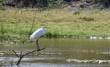 Great egret