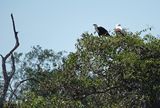 African fish eagle