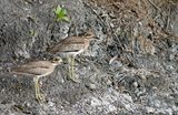 Senegal thick-knee