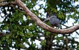 Giant kingfisher