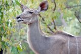 Kudu