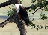 African fish eagle