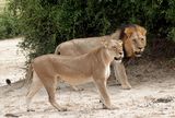 Mating pair of lions