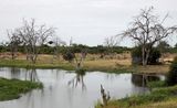Okavango Delta landscape