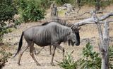 Wildebeest