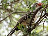 Yellow billed hornbill