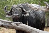 Cape buffalo