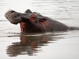 Hippopotamus