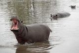 Hippos