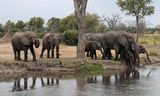 Elephants drinking